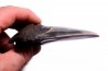 dent de requin: CARCHARODON MEGALODON