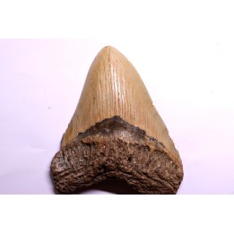 shark teeth: CARCHARODON MEGALODON