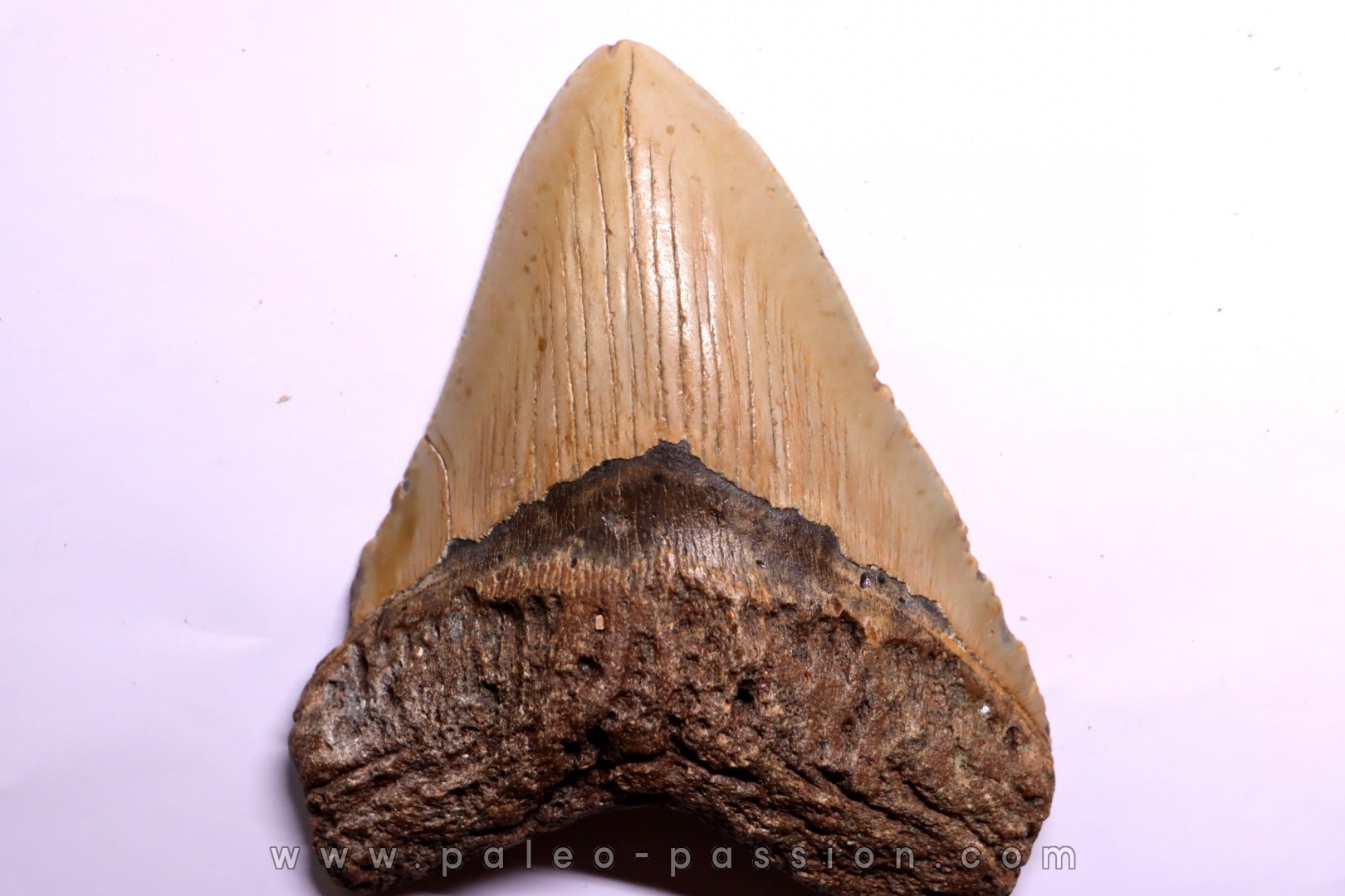 dent de requin: CARCHARODON MEGALODON