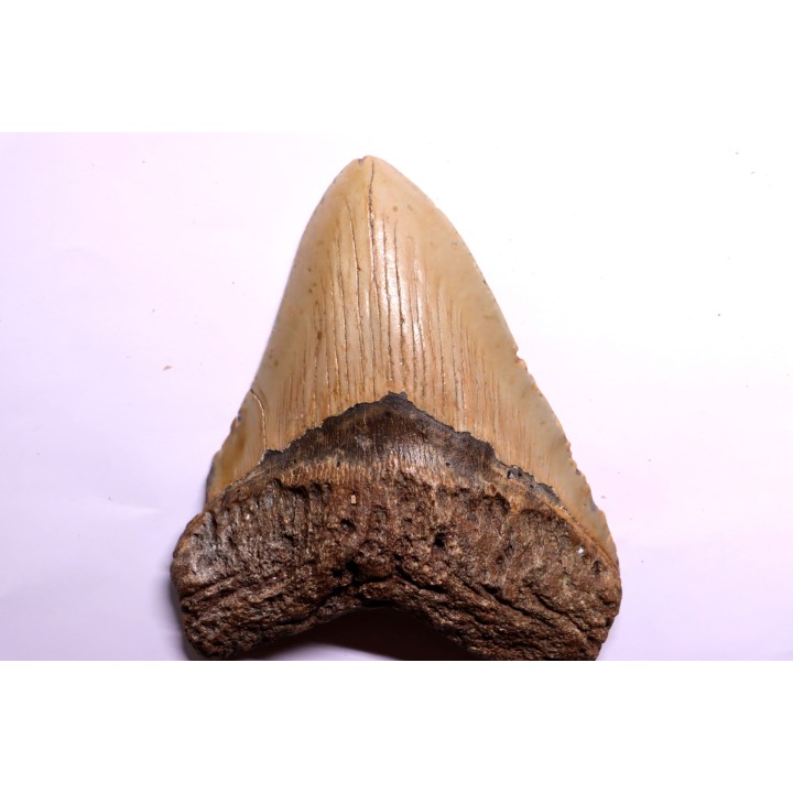 dent de requin: CARCHARODON MEGALODON