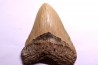 dent de requin: CARCHARODON MEGALODON