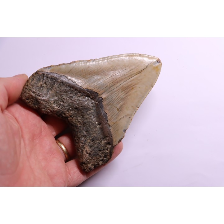 shark teeth: CARCHARODON MEGALODON