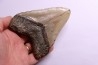 dent de requin: CARCHARODON MEGALODON