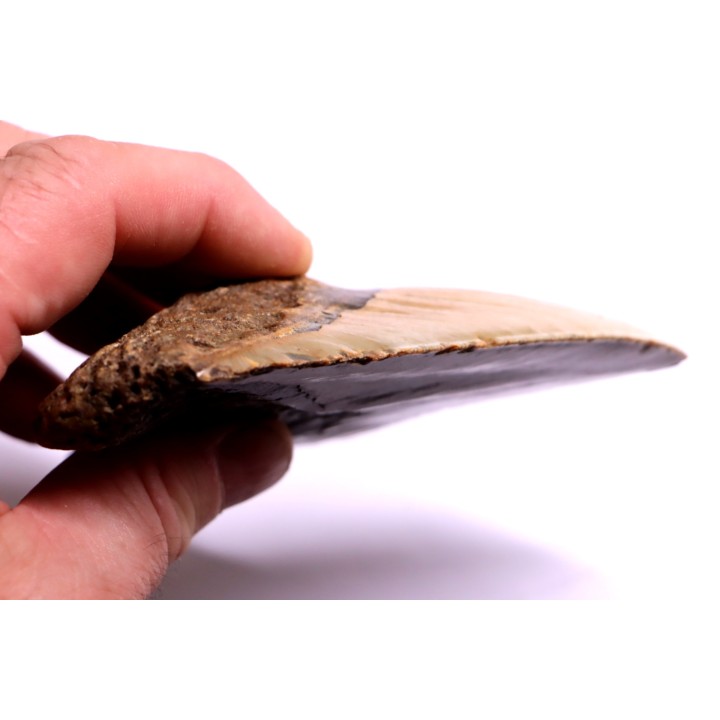 shark teeth: CARCHARODON MEGALODON