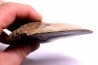 shark teeth: CARCHARODON MEGALODON