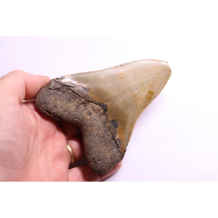 dent de requin: CARCHARODON MEGALODON