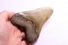 shark teeth: CARCHARODON MEGALODON