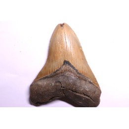 shark teeth: CARCHARODON MEGALODON
