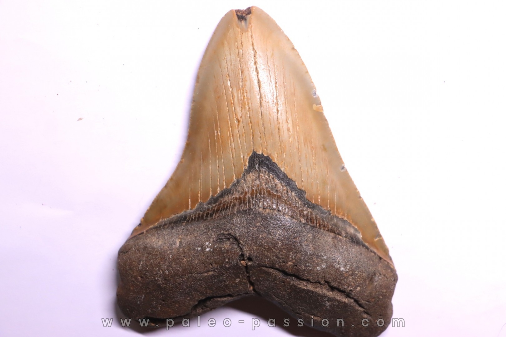 shark teeth: CARCHARODON MEGALODON