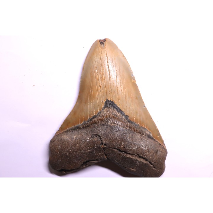 shark teeth: CARCHARODON MEGALODON