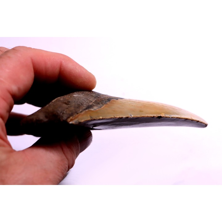 dent de requin: CARCHARODON MEGALODON