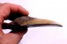 dent de requin: CARCHARODON MEGALODON