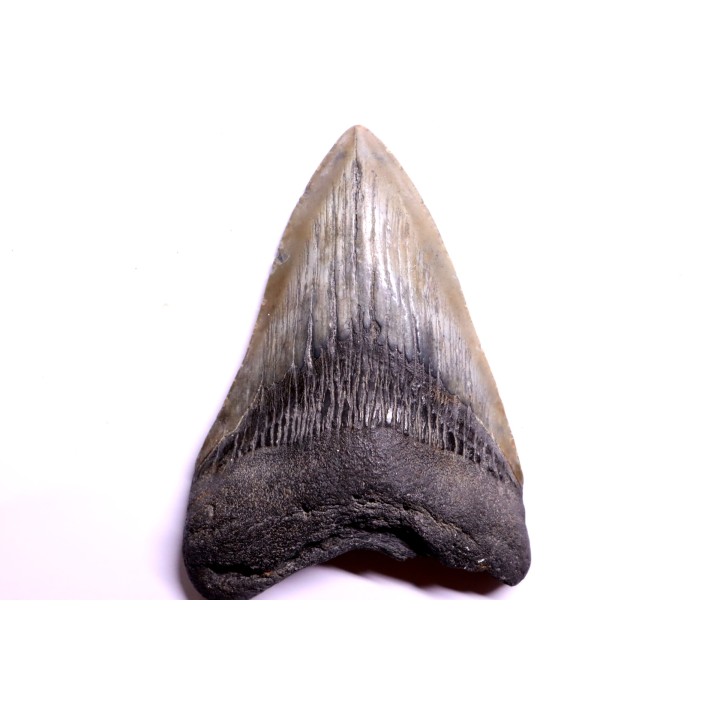 dent de requin: CARCHARODON MEGALODON