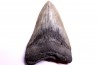 shark teeth: CARCHARODON MEGALODON