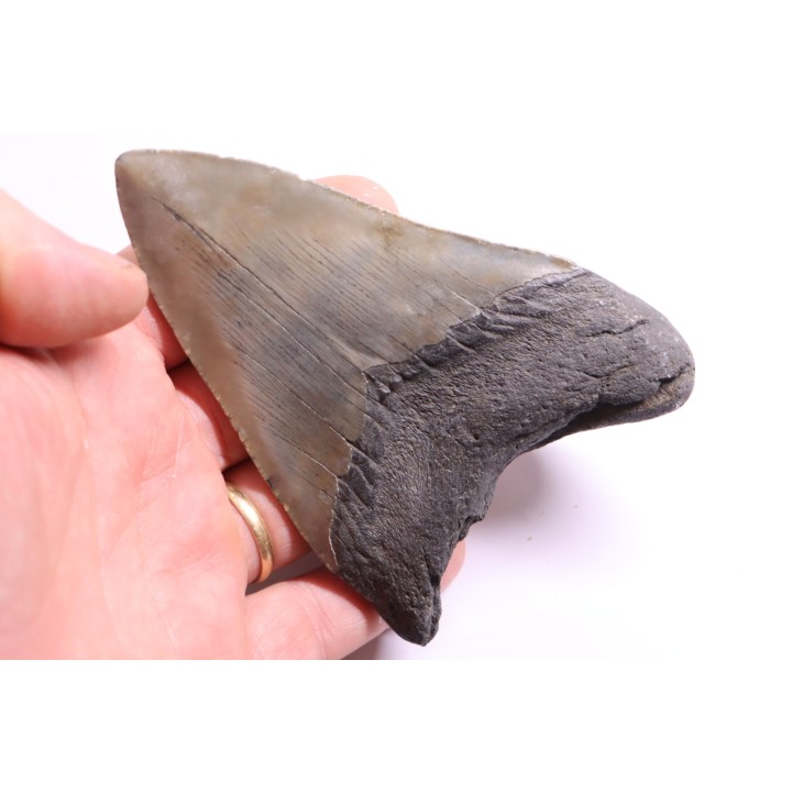 shark teeth: CARCHARODON MEGALODON