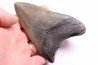 shark teeth: CARCHARODON MEGALODON