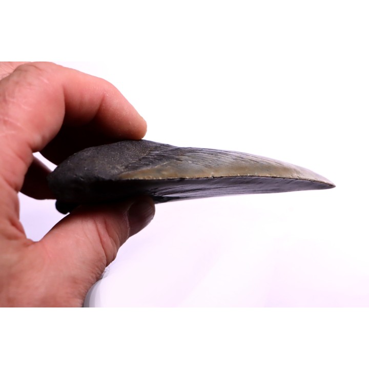 shark teeth: CARCHARODON MEGALODON