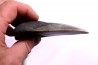 shark teeth: CARCHARODON MEGALODON