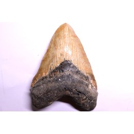 shark teeth: CARCHARODON MEGALODON