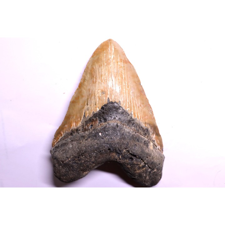 shark teeth: CARCHARODON MEGALODON