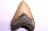 shark teeth: CARCHARODON MEGALODON