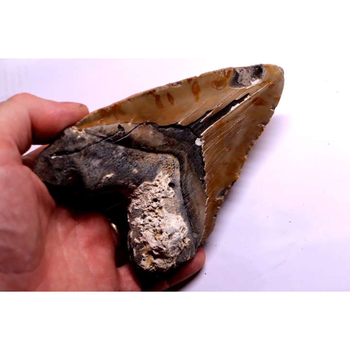 dent de requin: CARCHARODON MEGALODON