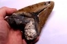 shark teeth: CARCHARODON MEGALODON