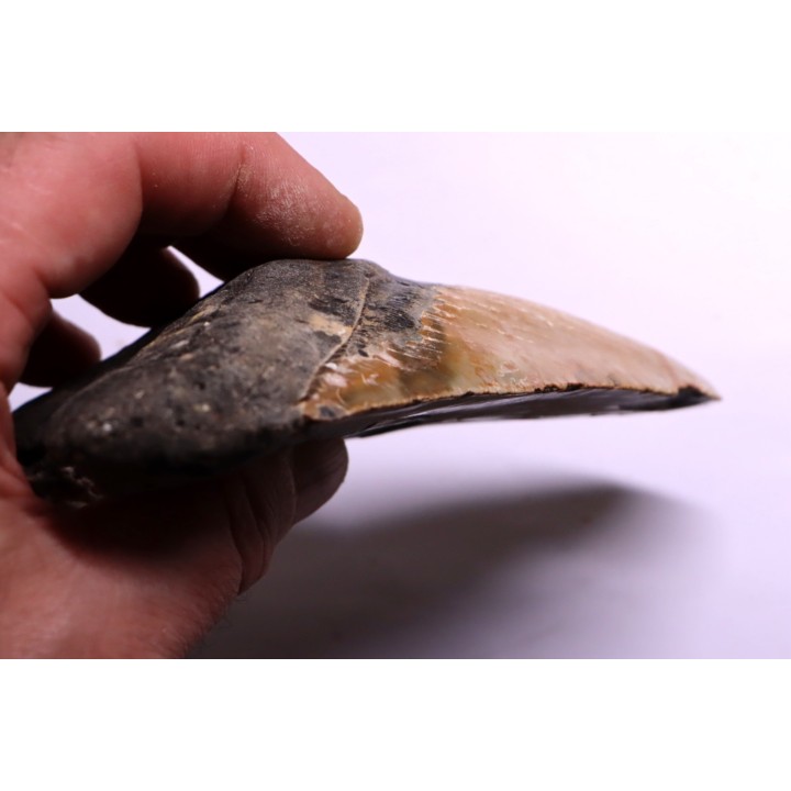 shark teeth: CARCHARODON MEGALODON