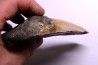 dent de requin: CARCHARODON MEGALODON