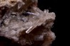 NIFONTOVITE  Mina Rey y Reina, Charcas, San Luis Potosi, Mexico