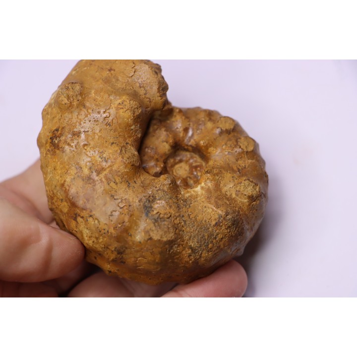PSEUDASPIDOCERAS CONCILIATUM - Turonien moyen - Betioky, MADAGASCAR