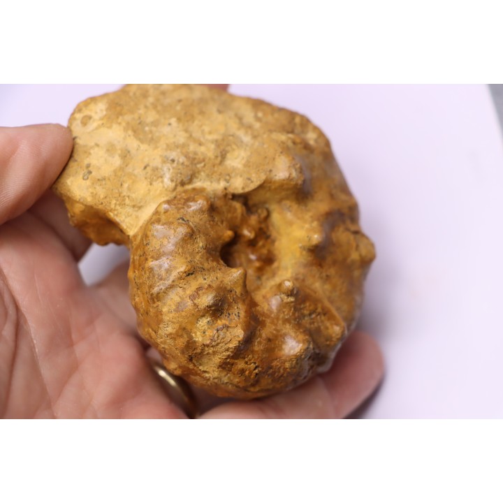 PSEUDASPIDOCERAS CONCILIATUM - middle Turonian - Betioky, MADAGASCAR