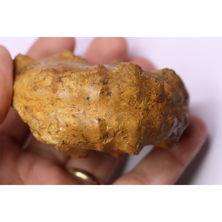 PSEUDASPIDOCERAS CONCILIATUM - Turonien moyen - Betioky, MADAGASCAR