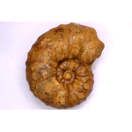 PSEUDASPIDOCERAS CONCILIATUM - Turonien moyen - Betioky, MADAGASCAR