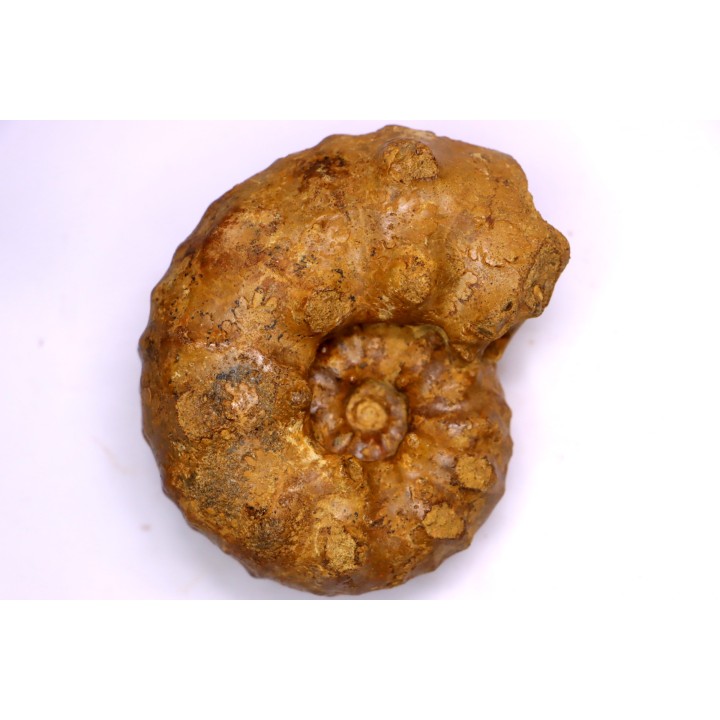 PSEUDASPIDOCERAS CONCILIATUM - middle Turonian - Betioky, MADAGASCAR
