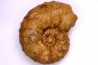 PSEUDASPIDOCERAS CONCILIATUM - middle Turonian - Betioky, MADAGASCAR