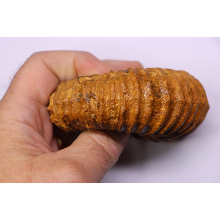SCHINDEWOLFITES SCHINDEWOLFI - middle Turonian - Betioky, MADAGASCAR