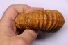 SCHINDEWOLFITES SCHINDEWOLFI - Turonien moyen - Betioky, MADAGASCAR