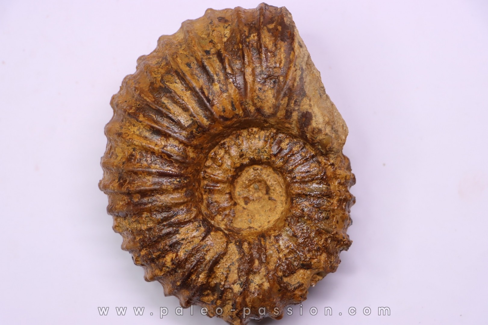 SCHINDEWOLFITES SCHINDEWOLFI - Turonien moyen - Betioky, MADAGASCAR