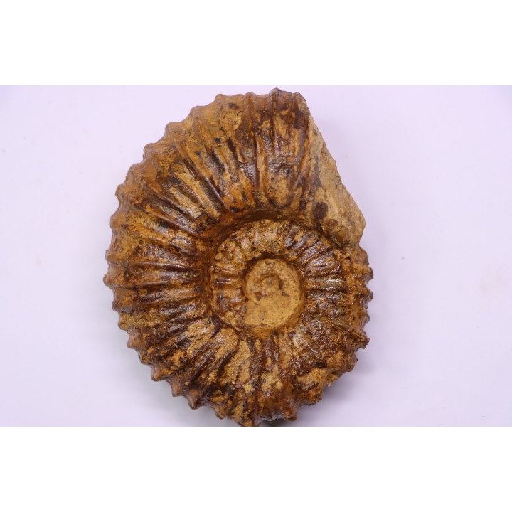 SCHINDEWOLFITES SCHINDEWOLFI - middle Turonian - Betioky, MADAGASCAR