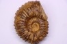 SCHINDEWOLFITES SCHINDEWOLFI - middle Turonian - Betioky, MADAGASCAR