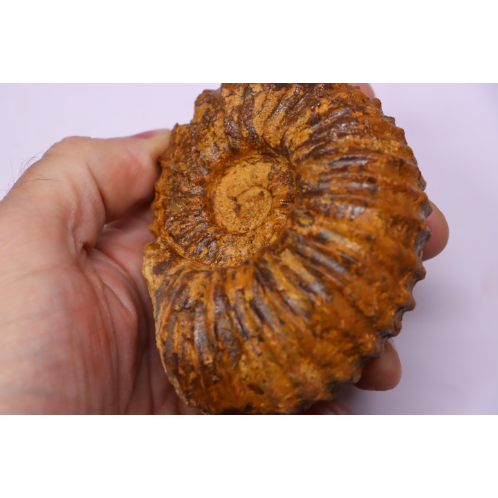 SCHINDEWOLFITES SCHINDEWOLFI - Turonien moyen - Betioky, MADAGASCAR