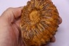 SCHINDEWOLFITES SCHINDEWOLFI - middle Turonian - Betioky, MADAGASCAR