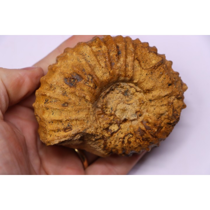 SCHINDEWOLFITES SCHINDEWOLFI - Turonien moyen - Betioky, MADAGASCAR