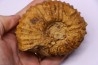 SCHINDEWOLFITES SCHINDEWOLFI - Turonien moyen - Betioky, MADAGASCAR