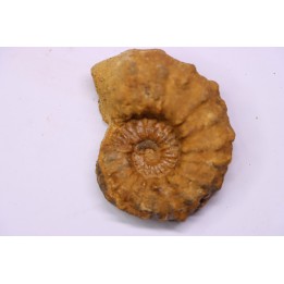 Kamerunoceras Isovokyense - Turonien inf. - Betioky, MADAGASCAR
