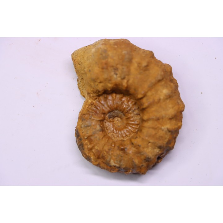 Kamerunoceras Isovokyense - low. Turonian - MADAGASCAR