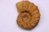 Kamerunoceras Isovokyense - Turonien inf. - Betioky, MADAGASCAR