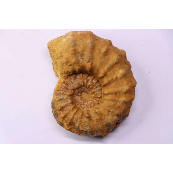 Kamerunoceras Isovokyense - Turonien inf. - Betioky, MADAGASCAR