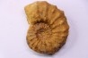 Kamerunoceras Isovokyense - low. Turonian - MADAGASCAR